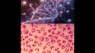 MÉTABOLISME BIOCHIMIQUE BACTERIEN 2 [upl. by Eilrak]