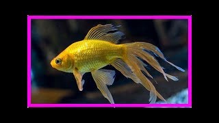 Fantail goldfish [upl. by Yssenhguahs]