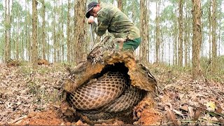 The horrifying moment of two men when they discovered a giant king cobra nest in a mound [upl. by Knutson882]