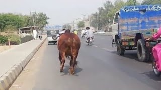 Cow Qurbani  Funny Compilation of Cow Running in Karachi Road  Eid Ul Adha 2023 [upl. by Abita]