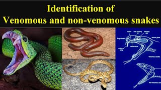 Difference between venomous and nonvenomous snakes Identification of poisonous amp nonvenomous snakes [upl. by Astrea]