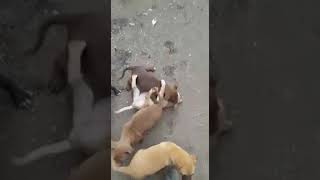 pitbull fights [upl. by Ernaldus]