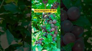 Plum Farming आलूबुखारा की खेती farming [upl. by Colwen989]