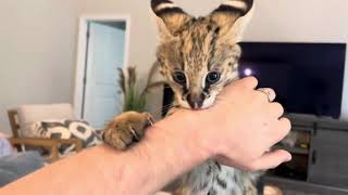 Serval Kitten and House Cats [upl. by Reine429]