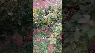 youtubeshorts versiculo versiculobiblico plantasquecuram plantas flores família4a jardim [upl. by Ehcropal]