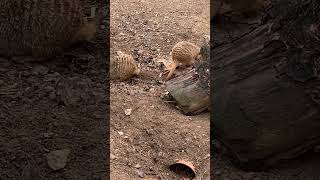 Meerkats at Filey Bird Garden and Animal Park [upl. by Turmel447]