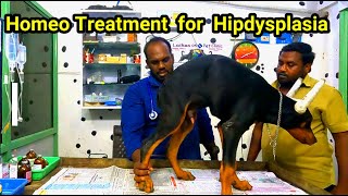 Homeo Treatment for Hipdysplasia  Hipdysplasia in dogs [upl. by Paucker]