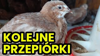 NOWE przepiórki w wolierze Ile ich mam ⁉️ [upl. by Alroi]