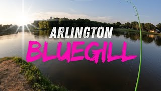 BLUEGILL FISHING in ARLINGTON TEXAS  PAPPY ELKINS PARK [upl. by Raila]