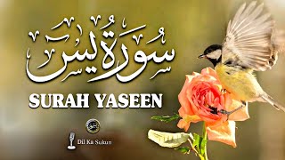 Surah Yaseen  Quran Tilawat Surah yaseen  Ep00068 2024 New Voice √ Qari Saeed Raza  سورۃ یٰس [upl. by Annahsat]