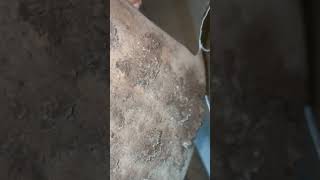 RETURN DUCTWORK DIRTY HOUSE DUST SERVICE DUCTS HVAC WORK WOW [upl. by Wilkins932]