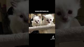 Available Birman kittens by Saba cattery wwwbirmanseu [upl. by Wilfreda464]