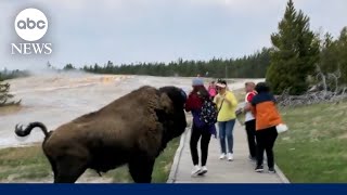 Tourist’s nearmiss with Yellowstone bison caught on camera l GMA [upl. by Fadden]