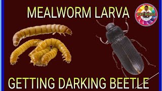 mealworms lifecycle mealworm to darkling Beetle [upl. by Palladin855]