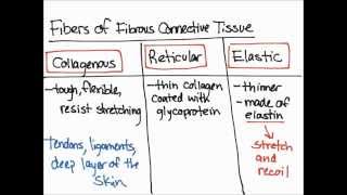 Fibers of Fibrous Connective Tissue [upl. by Yremrej]