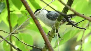 Whitebreasted Nuthatch Singing [upl. by Fleck705]