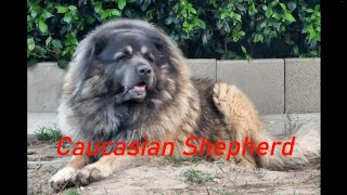 If you thinking about getting a Caucasian shepherd Watch this first Caucasian shepherd explained [upl. by Iot]