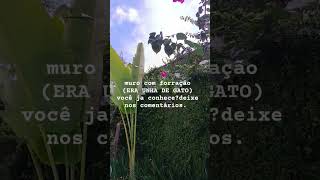 plantas muro com forração ERAUNHADEGATONATUREZAJARDIM [upl. by Olraced]