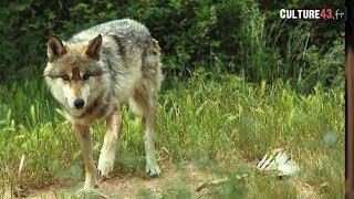 Visite guidée au Parc à loups du Gévaudan [upl. by Formenti301]