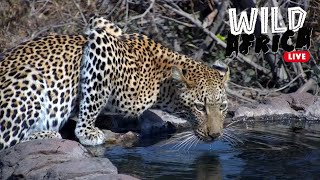 Discover African Wildlife  Wild Africa LIVE [upl. by Annola]