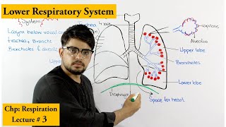 Trachea bronchi bronchioles and alveoli  Anatomy and Physiology [upl. by Ferrel765]