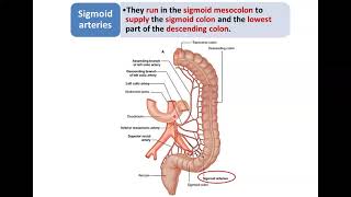 Arteries of the Digestive Tract 3  Inferior Mesenteric Artery  Dr Ahmed Farid [upl. by Laktasic316]