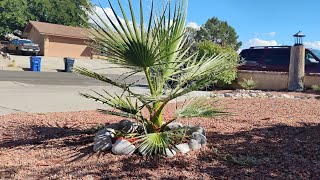 California Fan Palm Update September 29th [upl. by Pirali812]