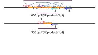 PCR deletion analysis [upl. by Eelyah73]