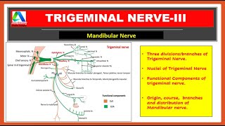 Mandibular Nerve  Course branches and distribution Trigeminal nerve Simplified [upl. by Ahsikit]