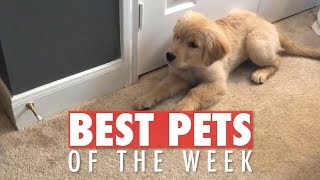 Doorstop vs Dog Best Pets of the Week [upl. by Zorana]