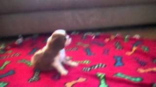 Cavalier King Charles Spaniel6 weeks old [upl. by Lleira]