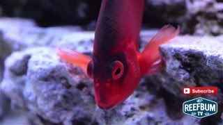 Focus on Fish  Flame Hawkfish [upl. by Adnalohs244]