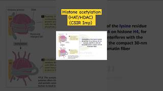 Histone Acetylation  Transcription Stimulation  HAC and HDAC  Biodotcom  csir jrf shorts [upl. by Einalam]