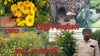 Eucalyptus Thailam  கற்பூர தைலம்  Nilgiri Thailam [upl. by Narol]