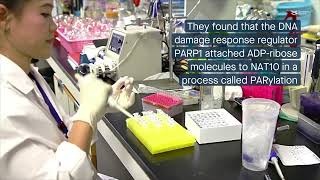 PARylation is crucial to NAT10’s role in the DNA damage response [upl. by Dusa]