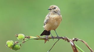 漠䳭Desert Wheatear [upl. by Armillda]