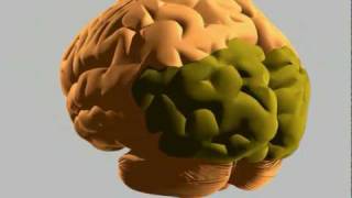 How the human brain works [upl. by Tarkany]