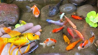 catch colorful ornamental fish betta fish koi fish channa manfish catfishguppymollyturtles [upl. by Sedgewinn]