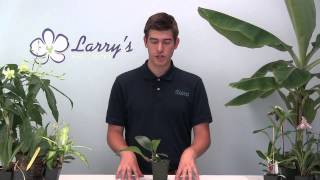 How to Grow Bulbophyllum Orchids  Complete Growing Guide [upl. by Geier]