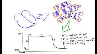 Action potential of Cardiac Muscle  excitability of cardiac muscle [upl. by Adlemy]