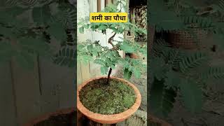 Mimosa plant  शमी का पौधा shorts youtubeshorts plants astrology garden [upl. by Lupiv]