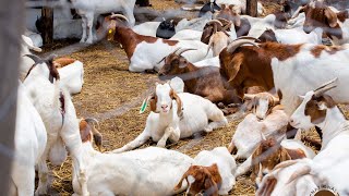 Zero grazing for goats and sheep on a feedlot farm [upl. by Galer]