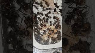 Myrmicaria brunnea doing amazing in theor new nest [upl. by Tanitansy135]