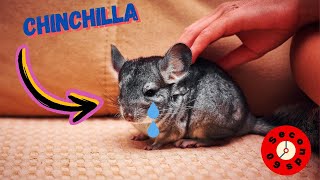 Chinchillas Rare Exotic Pets That Will Melt Your Heart [upl. by Aicarg464]