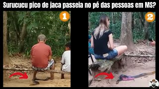 Surucucu pico de jaca passeia no pé das pessoas em MS [upl. by Evangeline]