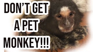 9 Reasons why Monkeys are AWFUL PETS  My Experience [upl. by Atiek62]