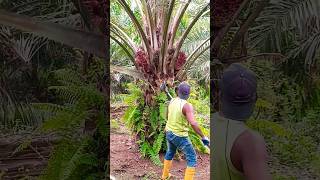 Palm oil fruit harvesting youtube shortvideo [upl. by Nosiddam]