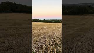 Barney dog stone chase under the harvest moon tibetanterrier [upl. by Doreg]