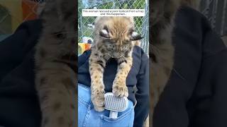 This woman rescued a poor bobcat from a trap and this happened animalshorts shortvideo [upl. by Stalder584]