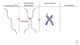 Les chromosomes et la ploïdie n et 2n [upl. by Ahsaya]